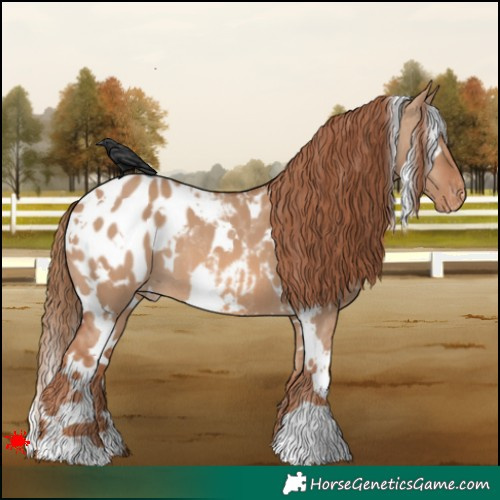 Horse Color:White Spotted Red Dun Appaloosa 