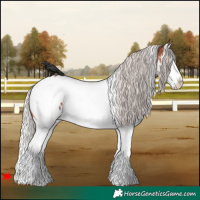 Horse Color:White Spotted Silver Brown Splash Appaloosa