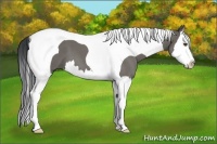 Horse Color:Grullo Roan Splash Tobiano 