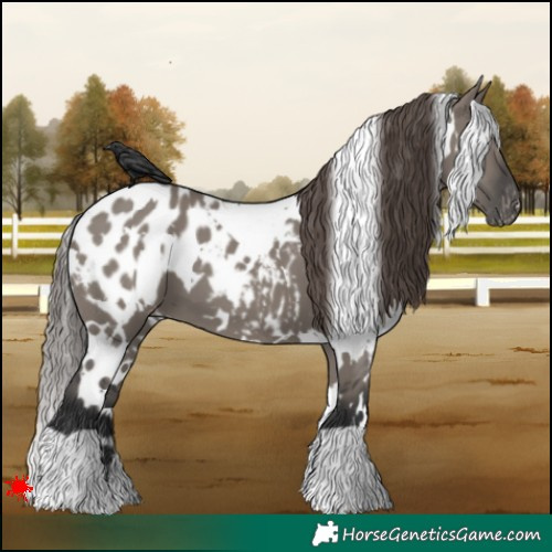 Horse Color:White Spotted Grullo Appaloosa