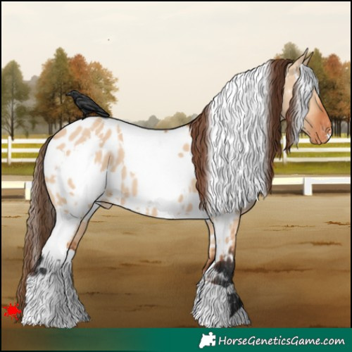 Horse Color:White Spotted Bay Dun Appaloosa 