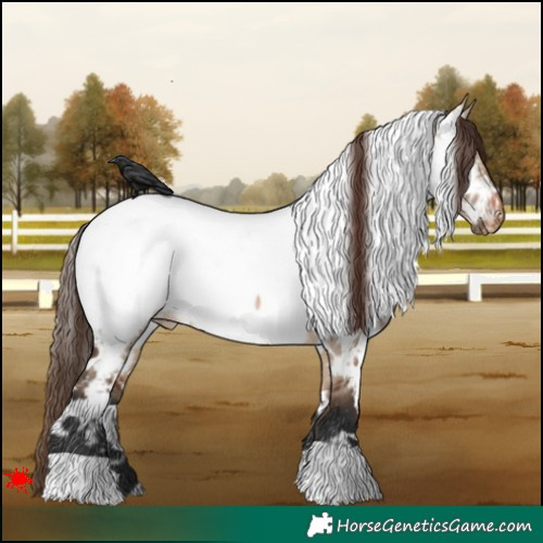 Horse Color:White Spotted Brown Dun Appaloosa 