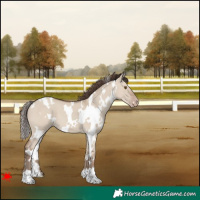 Horse Color:White Spotted Classic Champagne Dun