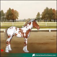 Horse Color:White Spotted Chestnut Blanket