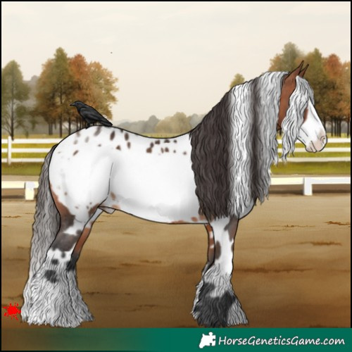 Horse Color:White Spotted Bay Frame Near Leopard 