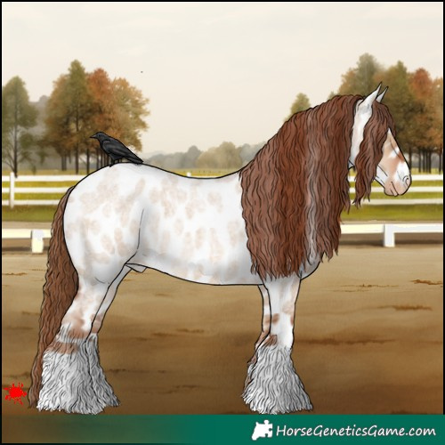 Horse Color:Red Dun Roan Appaloosa