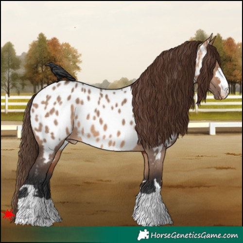 Horse Color:Bay Dun Appaloosa