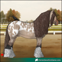Horse Color:Brown Dun Appaloosa