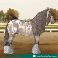 Horse Color:Brown Dun Appaloosa