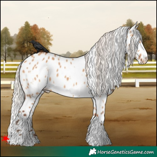 Horse Color:White Spotted Silver Bay Dun Appaloosa 