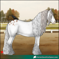 Horse Color:White Spotted Silver Bay Splash Near Leopard