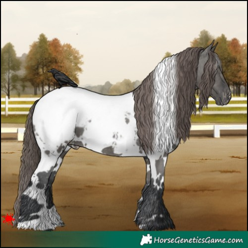 Horse Color:White Spotted Grullo Appaloosa 