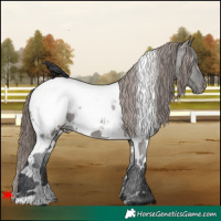 Horse Color:White Spotted Grullo Snowcap 