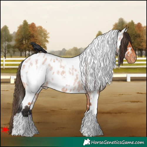 Horse Color:White Spotted Bay Roan Appaloosa 