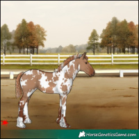 Horse Color:White Spotted Red Dun