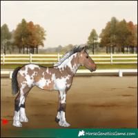Horse Color:White Spotted Bay Dun 