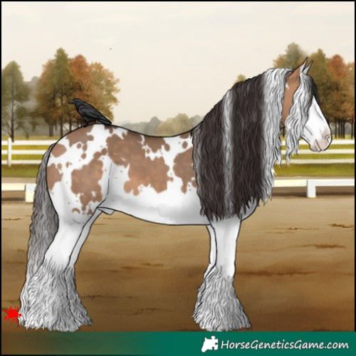 Horse Color:White Spotted Bay Dun Splash 