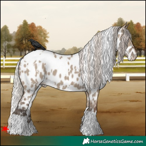 Horse Color:White Spotted Silver Grullo Appaloosa