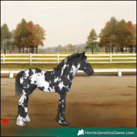 Horse Color:White Spotted Black 