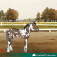 Horse Color:White Spotted Brown Dun