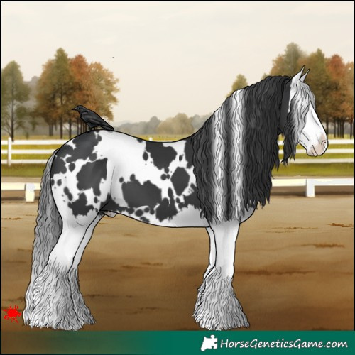 Horse Color:White Spotted Black Splash
