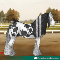 Horse Color:White Spotted Black Splash