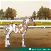 Horse Color:White Spotted Red Dun 