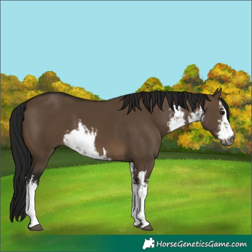 Horse Color:Gray White Spotted Brown Dun