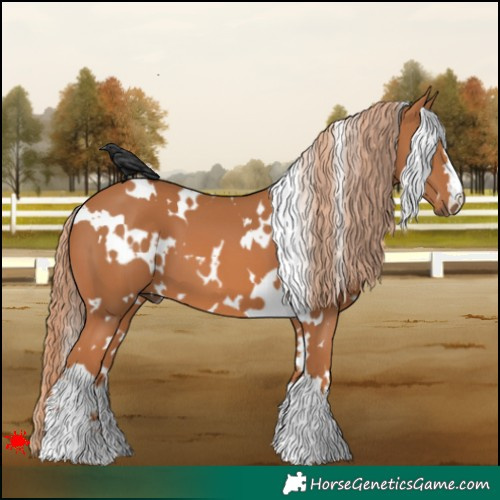 Horse Color:White Spotted Chestnut