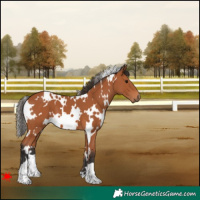 Horse Color:White Spotted Bay
