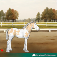 Horse Color:White Spotted Palomino Splash 