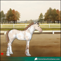 Horse Color:White Spotted Gold Champagne Dun Rabicano 