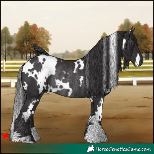 Horse Color:White Spotted Smoky Black Rabicano 