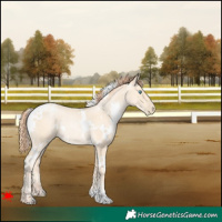 Horse Color:White Spotted Classic Cream Champagne Pearl Rabicano 