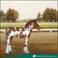 Horse Color:White Spotted Chestnut