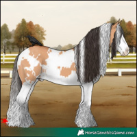 Horse Color:White Spotted Bay Dun Splash