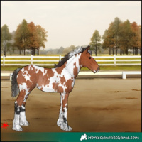 Horse Color:White Spotted Bay Rabicano 