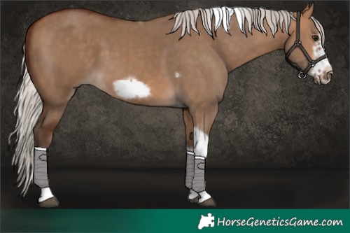 Horse Color:Silver Bay Dun Sabino Tobiano Frame Rabicano 