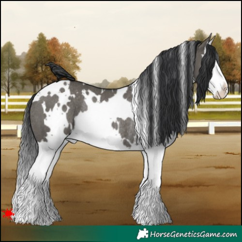 Horse Color:White Spotted Grullo Splash Rabicano