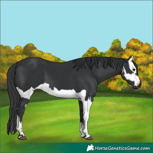 Horse Color:Black and Black Splash
