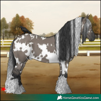 Horse Color:White Spotted Grullo 