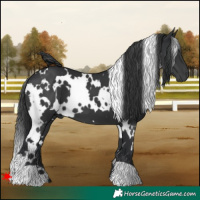 Horse Color:White Spotted Black 