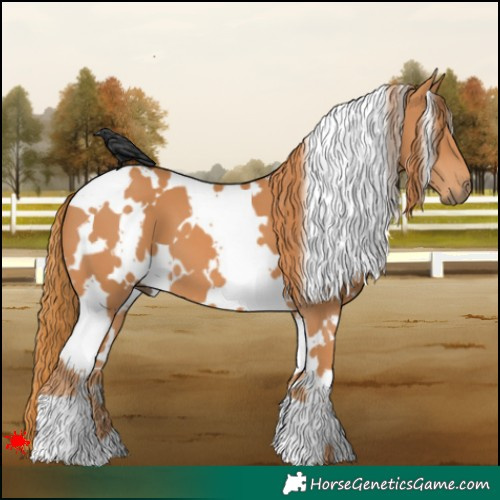 Horse Color:White Spotted Chestnut
