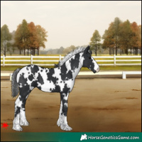 Horse Color:White Spotted Black