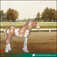 Horse Color:White Spotted Chestnut Sabino