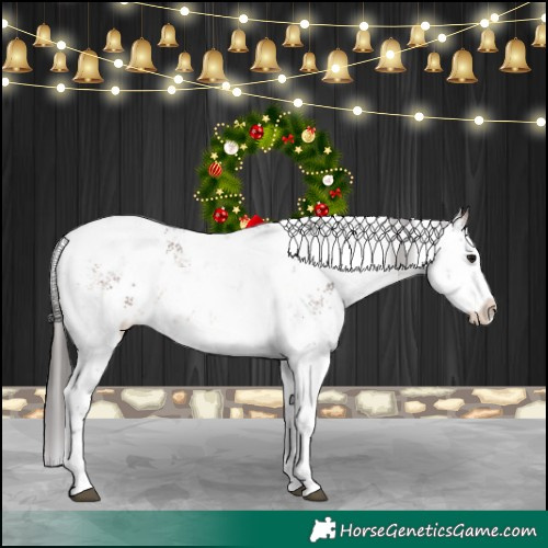 Horse Color:White Spotted Brown Sabino Appaloosa 
