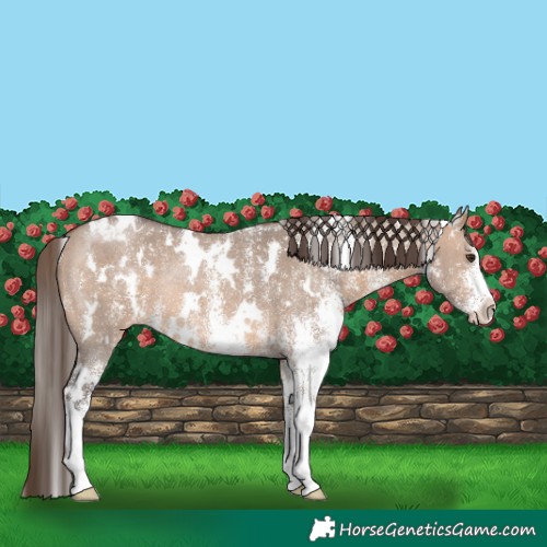 Horse Color:White Spotted Brown Dun Blanket Rabicano