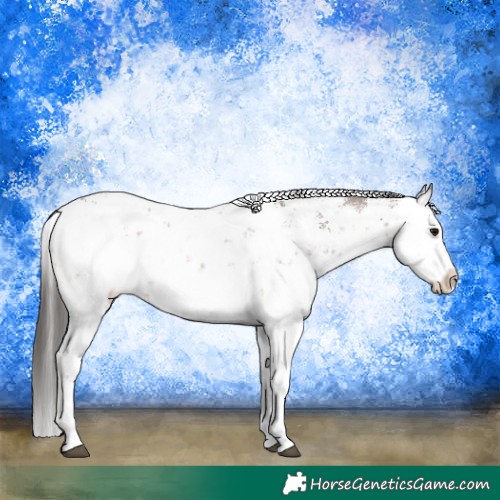 Horse Color:White Spotted Brown Sabino Appaloosa 