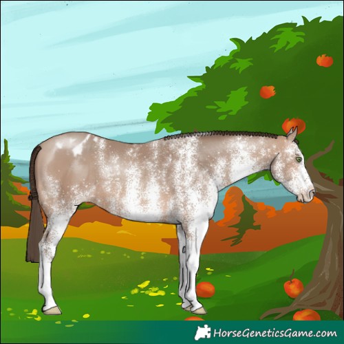 Horse Color:White Spotted Sable Champagne Blanket