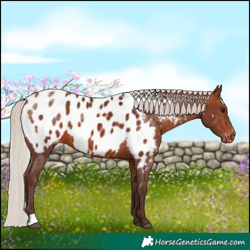 Horse Color:Silver Brown Near Leopard 